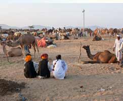 Pushkar Tour Package